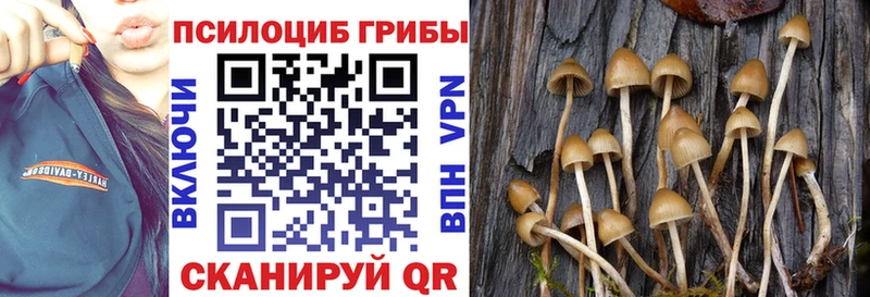Псилоцибиновые грибы мицелий Голицыно